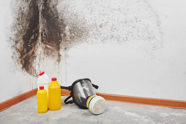 Best Water Damage & Mold Remediation  in Coal City, IL